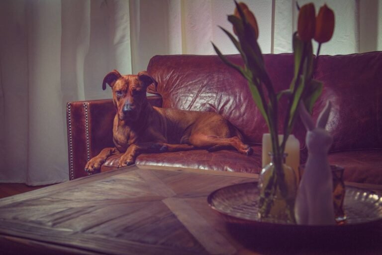 12795038_1684749845114044_8857410190037272457_o